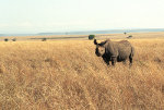 Rhinocéros noir, Kenya