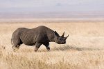 Rhinocéros noir, Tanzanie