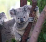 Jeune Koala Dans Un Arbre