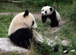 10 Mois Vieux Panda
