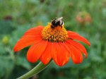 Abeille pollinisatrice fleur d&#39;échinacée