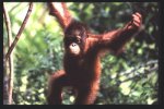 Orang-outan en voie de disparition