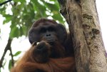 Orang-outan mâle