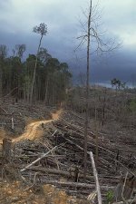 Destruction de la forêt