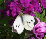 Grand papillon blanc