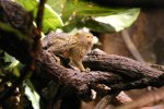 Le minuscule marmousier pygmée