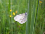 Rare papillon blanc