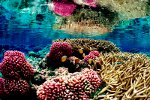 Récif de corail - (C) Jim Maragos, US Fish and Wildlife Service
