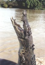 Crocodile D&#39;eau Salée