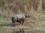 Rhino Indien (C) Hossmann