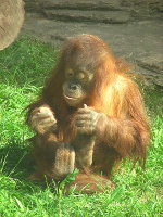 Orang-outan de Sumatra (C) Kor An
