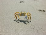 Des sabots de crabe le long de la plage
