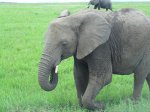 Éléphant d&#39;Afrique