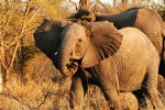 Éléphant d&#39;Afrique