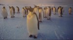 Pingouins adultes