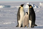 Famille de pingouin