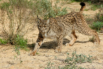 Lynx iberique