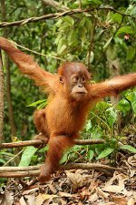 Jeune orang-outan de Sumatra