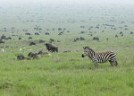 Plaines du Serengeti
