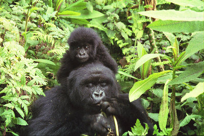Parc national des Virunga, RD Congo