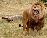 Lion d&#39;Afrique mâle