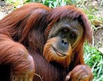 Orang-outan de Sumatra