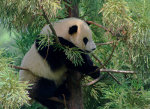 Panda adulte