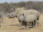 Rhinocéros en voie de disparition