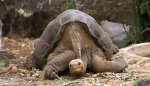 La tortue de l&#39;île Pinta