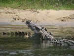 Le crocodile indigène du Nil
