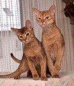 Chatons abyssiniens