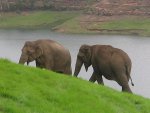 Éléphant asiatique en voie de disparition