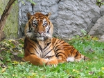 Sumatran-Tiger (c) Monika Betley