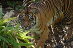 Sumatran-Tiger (c) Kevin1243