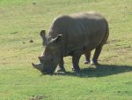 Rhinocéros blanc du Nord éteint
