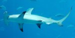 Requin-marteau en voie de disparition