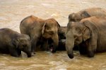 Éléphants dans la rivière