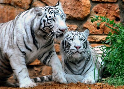 Couple de tigre blanc