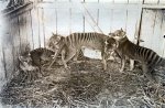 Thylacine Famille