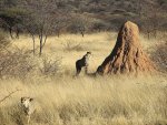 Termite namibien