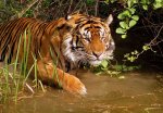 Seuls les 3,200 Wild Tigers sont disponibles