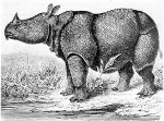 Photo du rhinocéros de Java