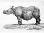 Photo du rhinocéros de Java