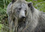Un grizzly bear