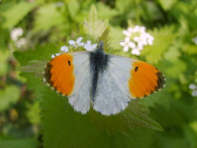 Papillon orange-pointe