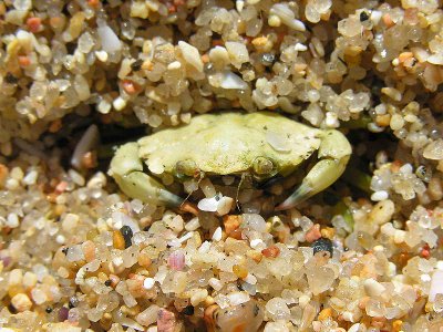 Crabe commun (c) lmbuga