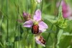 Abeille Orchidée (c) Alan Murray-Rust