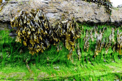 Algues bladderwrack
