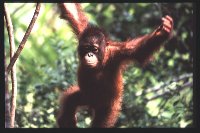 Orang-outan dans l&#39;arbre
