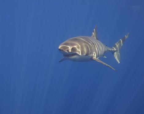Un grand requin blanc nageant au large des côtes du Mexique